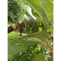 ราคา หน่อกล้วยเล็บมือนาง 1 หน่อ (19924592525)