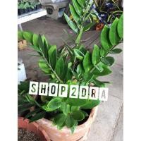 ราคา กวักมรกต ไม้ฟอกอากาศ (4545707344)