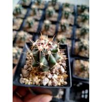 ราคา กระบองเพชร แคคตัส เฟอโรเล็บเหยี่ยว ไม้เมล็ด (11302884735)