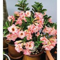 ราคา 4 เมล็ด ชวนชม สายพันธุ์ gorgeous สีส้ม กุหลาบทะเลทราย Desert Rose Adenium Seeds (22045951591)