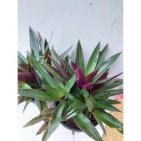 ราคา ว่านกาบหอย พุ่งใหญ่สวย ส่งพร้อมกระถาง5.5นิ้ว (11185357869)