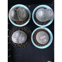 ราคา Mammillaria Microthele/Perbella แมมนกฮูก (6341014495)