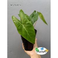 ราคา ว่านพญาจงอาง (Alocasia longiloba) หรือ บอนพญาจงอาง ไม้โบราณ จัดส่งเป็นต้นขนาดเล็ก (10611271550)
