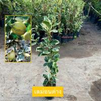 ราคา ต้นเลม่อน เลม่อนด่าง เลม่อนยูเรก้าด่าง (Variegated Lemon) กิ่งตอน เลม่อน ให้ผลเร็ว (รับประกันสินค้า) (25513460438)