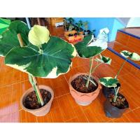 ราคา ต้นถุงเงินถุงทอง ต้นไม้มงคล จัดส่งเป็นต้น (11154006673)