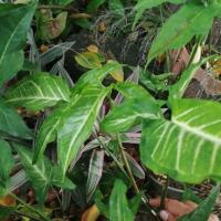 ราคา เงินไหลมาด่างขาว/ไม้มงคล/ขายเป็นกิ่งติดราก#ไม้มงคล (6195762728)