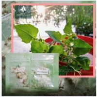 ราคา ผักกาดนกเขา เมล็ดผักกาดนกเขา ประมาณ35เมล็ด (6813882538)