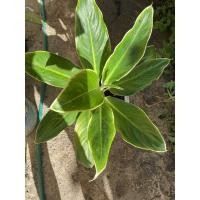 ราคา อโกลนีมา หยกกาญจนา ไม้มงคล (8078551394)