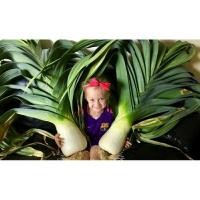 ราคา เมล็ดพันธุ์ต้นกระเทียมยักษ์ (Giant Leek Seed) บรรจุ 50 เมล็ด ของแท้ คุณภาพดี ราคาถูก นำเข้าจากต่างประเทศ (22222082043)