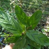 ราคา คล้านกยูงเขียว ไม้มงคล (3982583589)