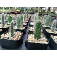 ราคา โอพันเทียสโนว์. แคคตัสหูกระต่ายมีขน (5651985659)