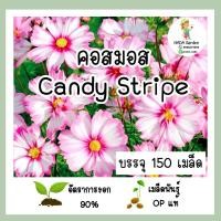 ราคา เมล็ดพันธุ์ Cosmos Candy Stripe บรรจุ 150 เมล็ด เมล็ดพันธุ์แท้นำเข้าจากต่างประเทศ (22542663323)
