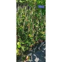 ราคา มะยมแดงมะยมแดงพร้อมส่ง (19243861223)