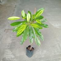 ราคา ต้นตีนเป็ดน้ำด่างเหลือง (21393624264)