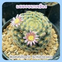 ราคา แมมขนนกเหลือง ดอกขาวขีดชมพู ดอกชมพู ทูโทน (19500348572)