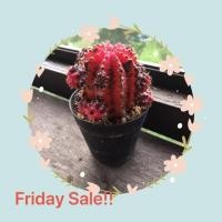 ราคา ยิมโนด่าง สีดำ ชมพู สวยSale!!! (2491926436)