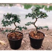 ราคา ถูกสุด!! 69฿ 4” ต้นชาดัด ชาฮกเกี้ยน ไม้บอนไซ (12720290176)