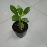 ราคา ต้นชวนชมต้นเล็กสวยๆดอกสีชมพู (5429191629)