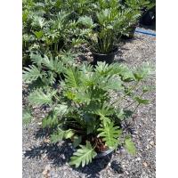 ราคา ฟิโลซานาดู กระถาง 15 นิ้ว (4095562276)