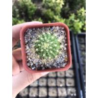 ราคา กระบองเพชร ดาวล้อมเดือน (4967914449)