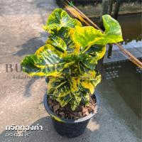 ราคา ต้นโกสนพันธุ์ กวักทองคำ ไซส์ใหญ่ กระถาง 8" สูง 30-40 เซนติเมตร ซื้อ 10 แถม 1 (จัดส่งแบบถอดกระถาง+รับประกันสินค้า) (13282951267)