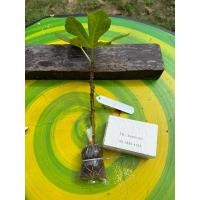 ราคา กิ่งตอน มะเดื่อฝรั่ง LSU GOLD (28064087083)