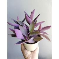 ราคา รักเดียวหัวใจม่วง หัวใจม่วง หัวใจราหู ส่งพร้อมกระถาง (17230475221)