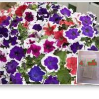 ราคา เมล็ดพันธุ์ ดอกพิทูเนียพรอสต์ ดอกพิทูเนีย พิทูเนีย คละสี (ซื้อ 10 แถม 1 คละอย่างได้) (2785826024)