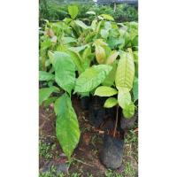 ราคา ต้นโกโก้เพาะเมล็ดราคาถูก (7448710750)