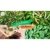 ราคา ต้นกล้าพริก พริกส้ม พริกส้มยาว พริกส้มสั้น พร้อมปลูก ต้นละ 10 บาท (สั่งขั้นต่ำ 5ต้น) (18874013890)
