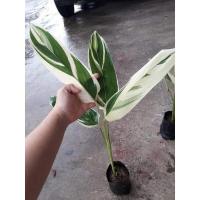 ราคา ว่านสาคูด่างต้นไม้มงคล (11624332704)