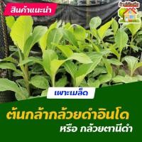 ราคา ต้นกล้า กล้วยดำอินโด หรือ กล้วยตานีดำ (13406194043)