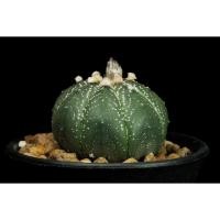 ราคา Astrophytum asterias (size M) -กระบองเพชร - cactus & succulent (1517136861)