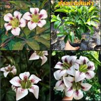 ราคา (2ต้น)(vาย ต้นพันธุ์) ดอก ต้น ต้นพุดลิลลี่ พุดลิลลี่ happy (11286147085)