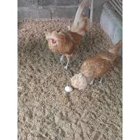 ราคา ไข่เชื้อไก่โปแลนด์แท้%(สีชามอย)ไก่สวยงามสำหรับนำไปฟักจำนวน1ฟอง (17677113533)