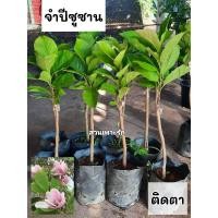 ราคา ต้นจำปีซูซาน จำปีซูซาน (27119483811)