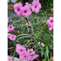 ราคา เมล็ดฟ้าประทานพรสีชมพู 100 เมล็ด ต้อยติ่งเทศ ต้อยติ่งฝรั่ง สีชมพู เมล็ดดอกไม้ (26205313889)