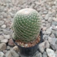 ราคา แมมแลนต้าMammillaria lentaแบบชำ (29175906002)