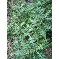 ราคา เหงือกปลาหมอดอกสีม่วงสุดยอดสมุนไพร (8795856113)