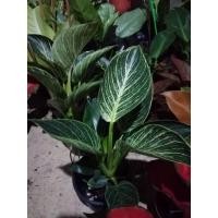 ราคา ฟิโลเดนดรอน เบอร์กิ้น (Philodendron birkin) ต้นใหญ่ ฟอร์มสวย (12822983030)
