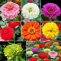 ราคา เมล็ดพันธุ์ ดอกบานชื่นดอกซ้อน Zinnia Seeds 100 เมล็ด ต้นไม้มงคล ไม้ประดับ เมล็ดพันธุ์พืช เมล็ดดอกไม้ พรรณไม้ ไม้ดอก (11773653309)