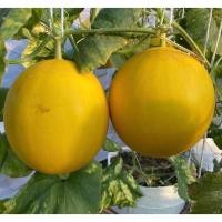 ราคา [10แถม1คละได้] เมล็ดพันธุ์ เมล่อน สีเหลือง เมล่อนสีทองไข่ทองคำ 1-3 เมล็ด มีคู่มือปลูก (24376730157)