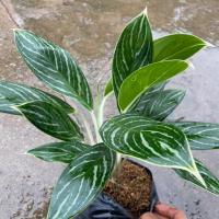 ราคา (ลด5%ทั้งร้าน)คฑาเงิน อโกลนีมา #ไม้มงคล #ไม้ฟอกอากาศ #ร่มรำไร (4844632618)