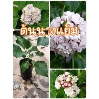 ราคา ต้นนางแย้ม นางแย้ม ดอกหอม (20591759603)