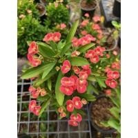 ราคา โป๊ยเซียนแคระ ตัดกิ่งสด (26567520666)