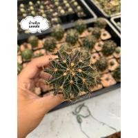 ราคา ฮามาโตะ แคคตัส Hamatocactus (8511561750)