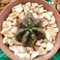 ราคา กระบองเพชร Gymnocalycium mihanovichii montrose cactus (3836427732)