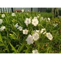 ราคา ต้นกล้า ต้อยติ่งฝรั่งสีขาว ต้นกล้าละ 10บาท ห่อตุ้มส่ง white ruellia ฟ้าประทานพร ต้อยติ่ง ฝรั่ง Maxican Petunia นิยมจัด (25587941157)
