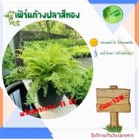 ราคา ต้นเฟิร์นก้างปลาสีทอง เฟิร์นบอสตัน ต้นไม้ฟอกอากาศ ต้นไม้ เฟิร์น เฟิร์นฟอกอากาศ ไม้มงคล ต้นไม้จิ๋ว ไม้ประดับ (10042173948)