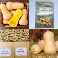 ราคา เมล็ดพันธุ์ฟักทอง บัตเตอร์นัท (OP) เมล็ดพันธุ์บัตเตอร์นัท Waltham Butternut Squash บัตเตอร์นัต (18985591548)